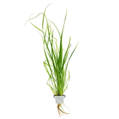 Cyperus helferi 133A CLP
